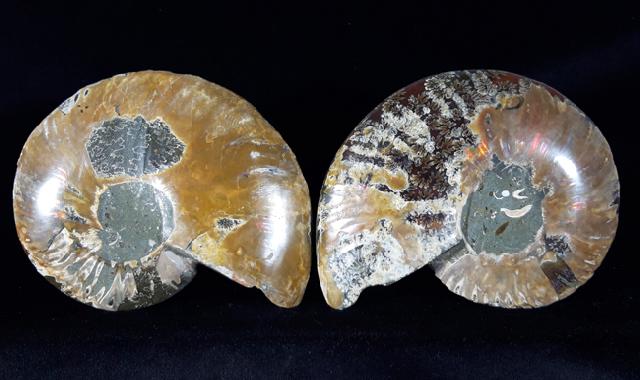 Cleoniceras (Grycia) besairiei COLLIGNON 1949 - Bild © FossNet FossilienStore